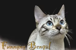 Bengálská kočka s PP ve slevě