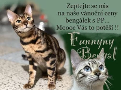 Bengálská kočka s PP ve slevě