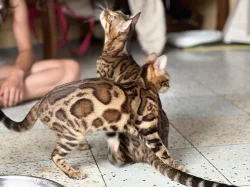 Bengálská kočka s PP ve slevě