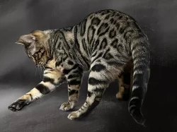 Bengálská kočka s PP ve slevě