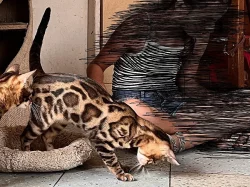 Bengálská kočka s PP ve slevě