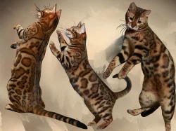 Bengálská kočka s PP ve slevě