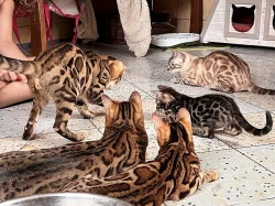 Bengálská kočka s PP ve slevě