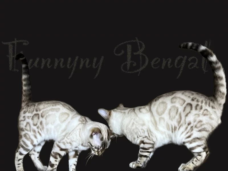 Bengálská kočka s PP ve slevě