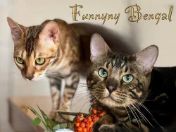 Bengálská kočka s PP ve slevě