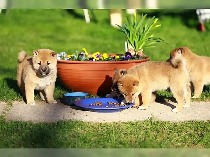 Štěňátka shiba inu