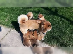 Štěňátka shiba inu