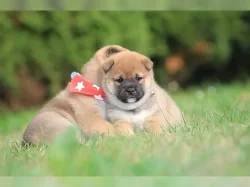 Štěňátka shiba inu