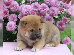Štěňátka shiba inu