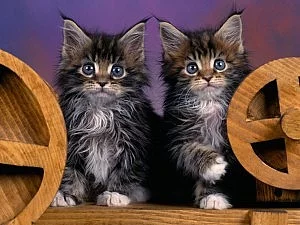Mainské mývalí kotě k dispozici