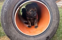 Štěňata německého ovčáka s průkazem původu