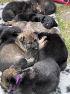 Štěňata německého ovčáka s průkazem původu