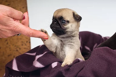 MOPS S PP
