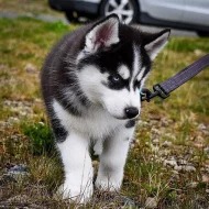 Nabízím štěňata husky
