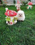 Krásné Pomeranian/trpasličí špic štěňátka