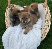 Štěně shiba-inu