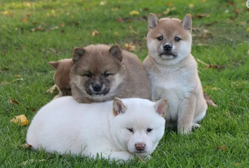 Štěně shiba-inu