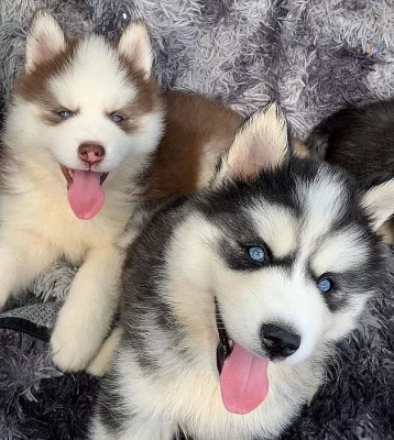 Sibiřské husky štěňata k prodeji