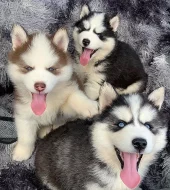 Sibiřské husky štěňata k prodeji