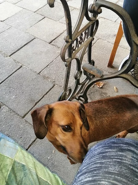 Jezevčík