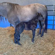 Prodám tohoto koně