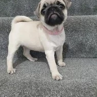 Mops