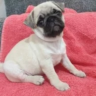 Mops