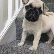 Mops