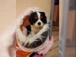 Kavalír King Charles španěl