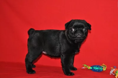 3 Mops