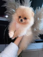 Pomeranian štěňata na prodej.