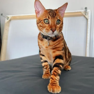 Roztomilé bengálské Hittens k dispozici