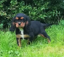 Kavalír king charles španěl -