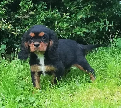 Kavalír king charles španěl -