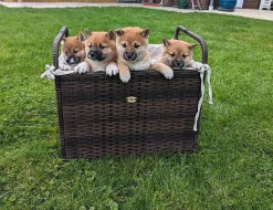 Shiba inu s průkazem původu