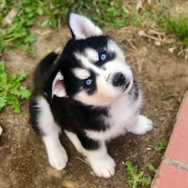 Krásné Sibiřský husky štěňátka na prodej