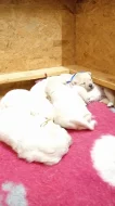 Labradorský retrívr -zluta štěňátka s PP