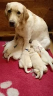 Labradorský retrívr -zluta štěňátka s PP