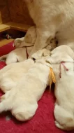 Labradorský retrívr -zluta štěňátka s PP