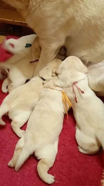 Labradorský retrívr -zluta štěňátka s PP