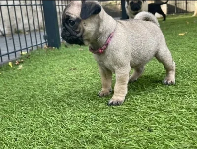 Mops, Boxer štěňata na prodej