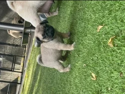 Mops, Boxer štěňata na prodej