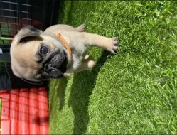 Mops, Boxer štěňata na prodej