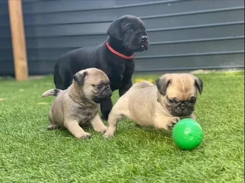 Mops, Boxer štěňata na prodej
