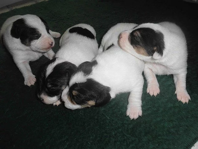 Parson Russell Terier