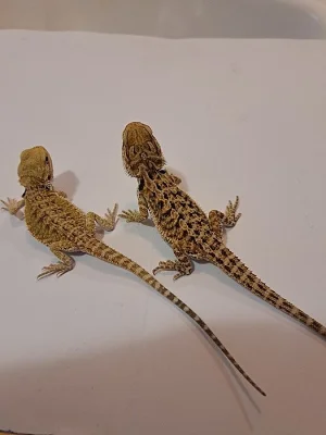 Agama vousatá