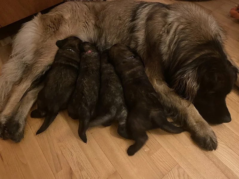 Leonberger štěňata s PP