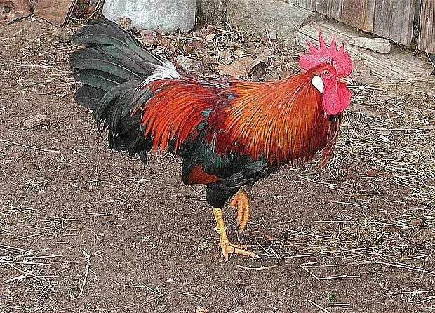 Kohouti vlasek