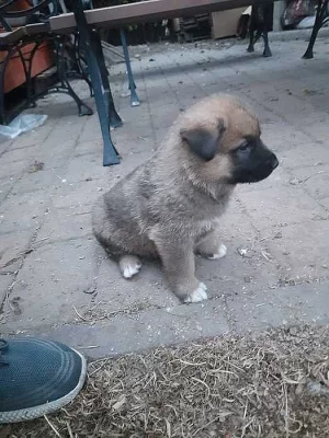 Prodám štěně za 4000,- Kč Kladno.