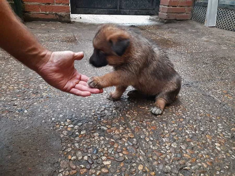 Prodám štěně za 4000,- Kč Kladno. Do dobrých rukou..